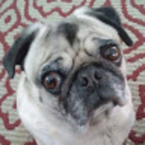 Meet your Posher, Rich